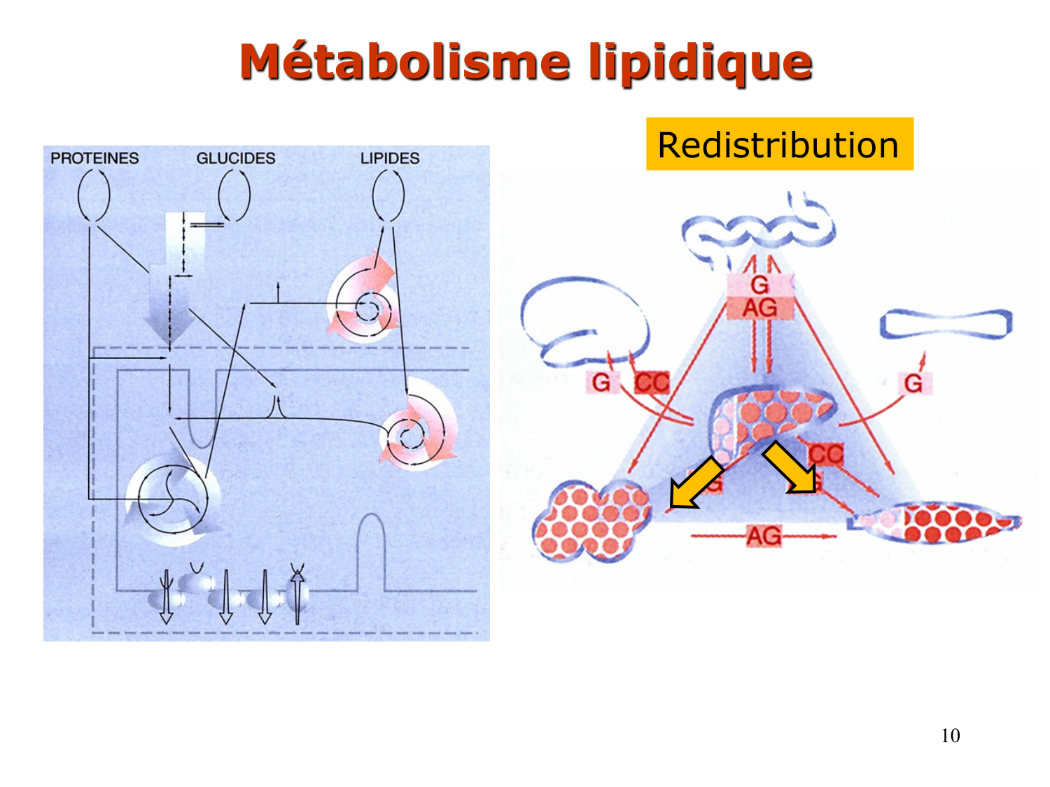 1. Introduction au métabolisme lipidique page 10