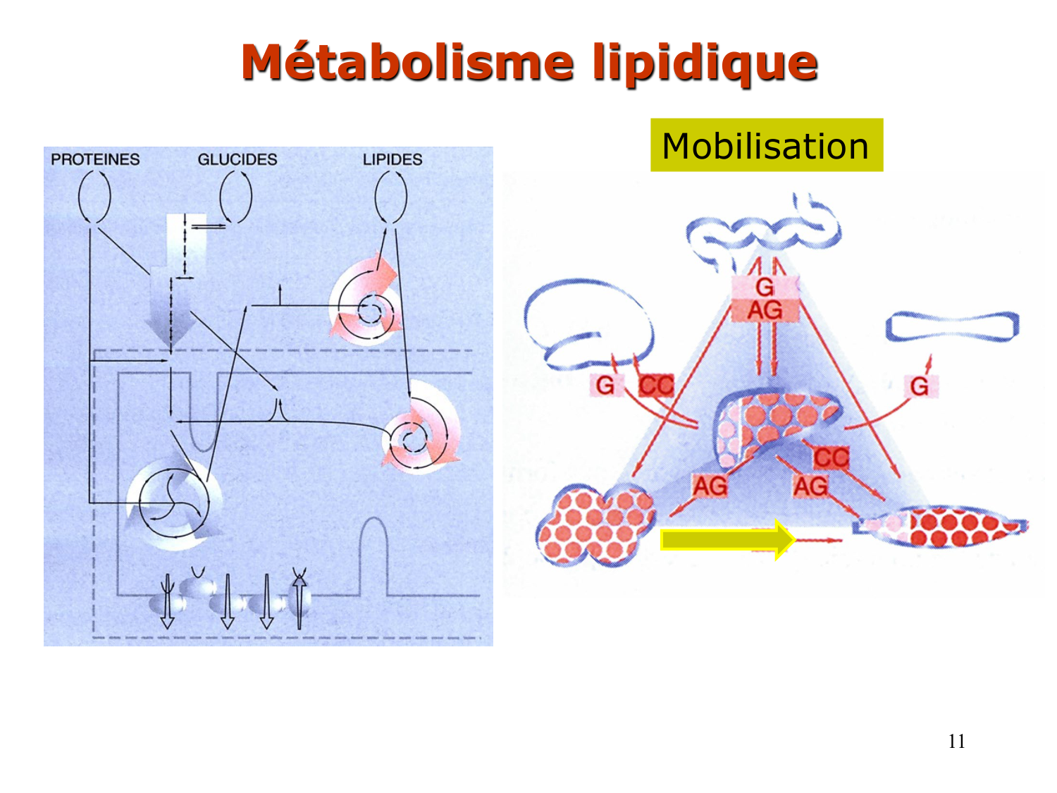 1. Introduction au métabolisme lipidique page 11