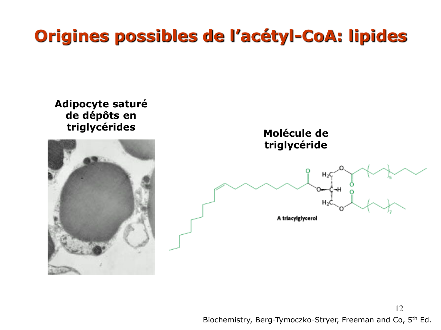 1. Introduction au métabolisme lipidique page 12