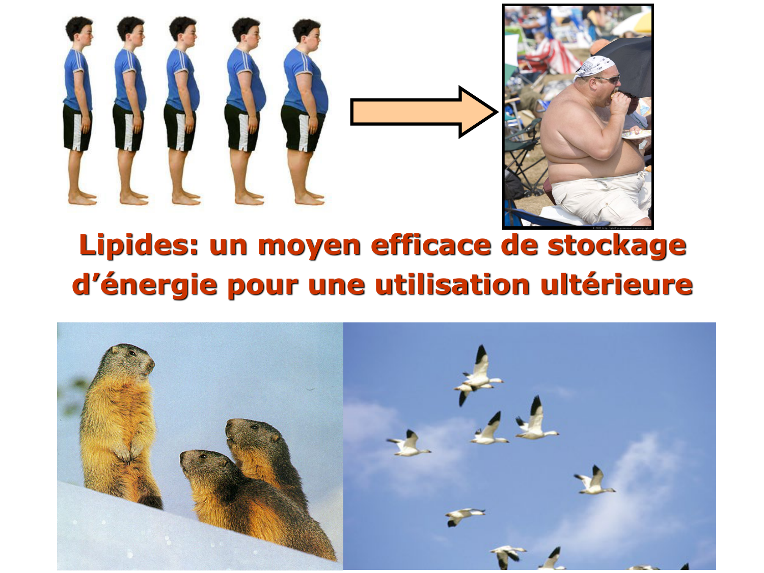 1. Introduction au métabolisme lipidique page 13