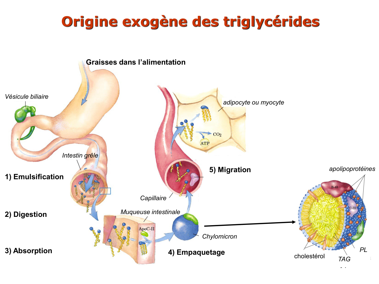 1. Introduction au métabolisme lipidique page 14