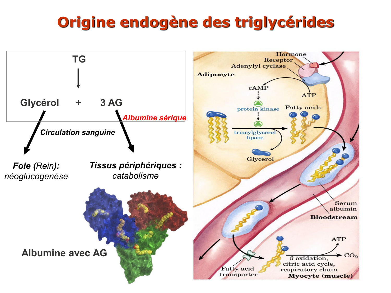 1. Introduction au métabolisme lipidique page 15