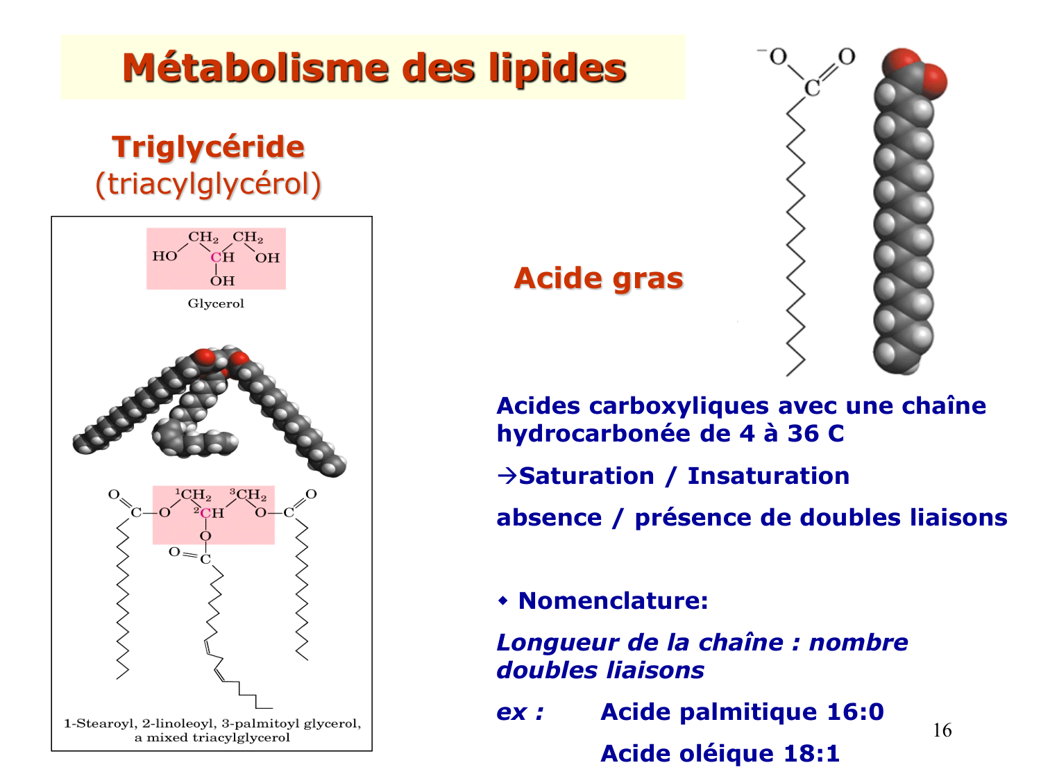 1. Introduction au métabolisme lipidique page 16