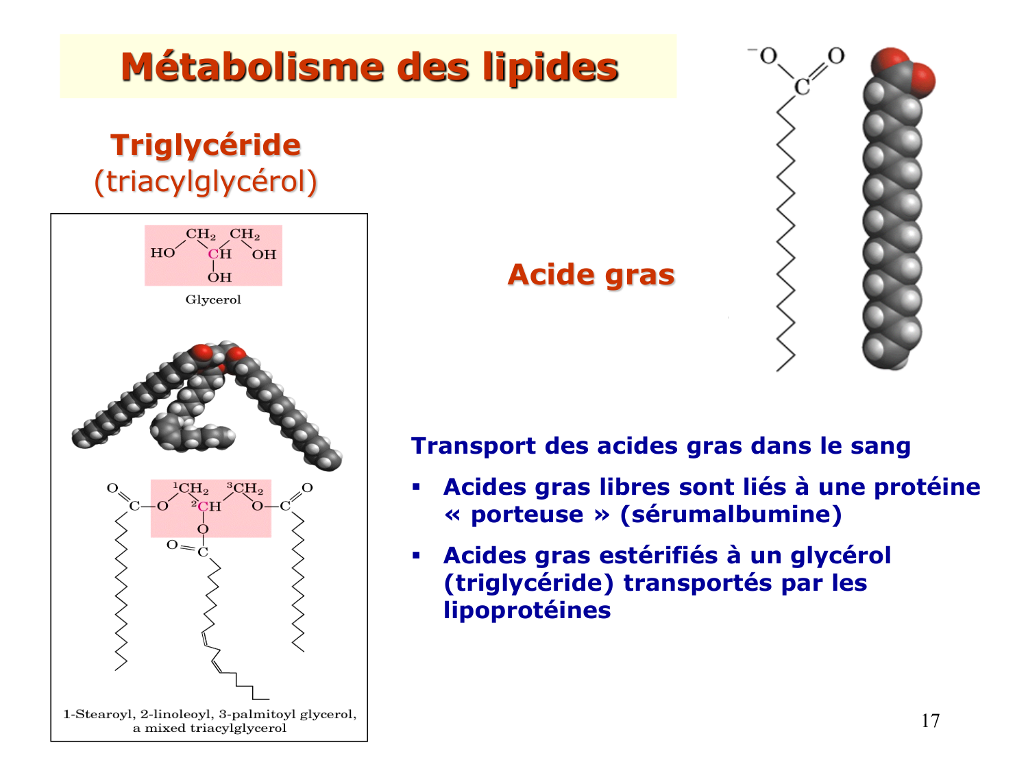 1. Introduction au métabolisme lipidique page 17