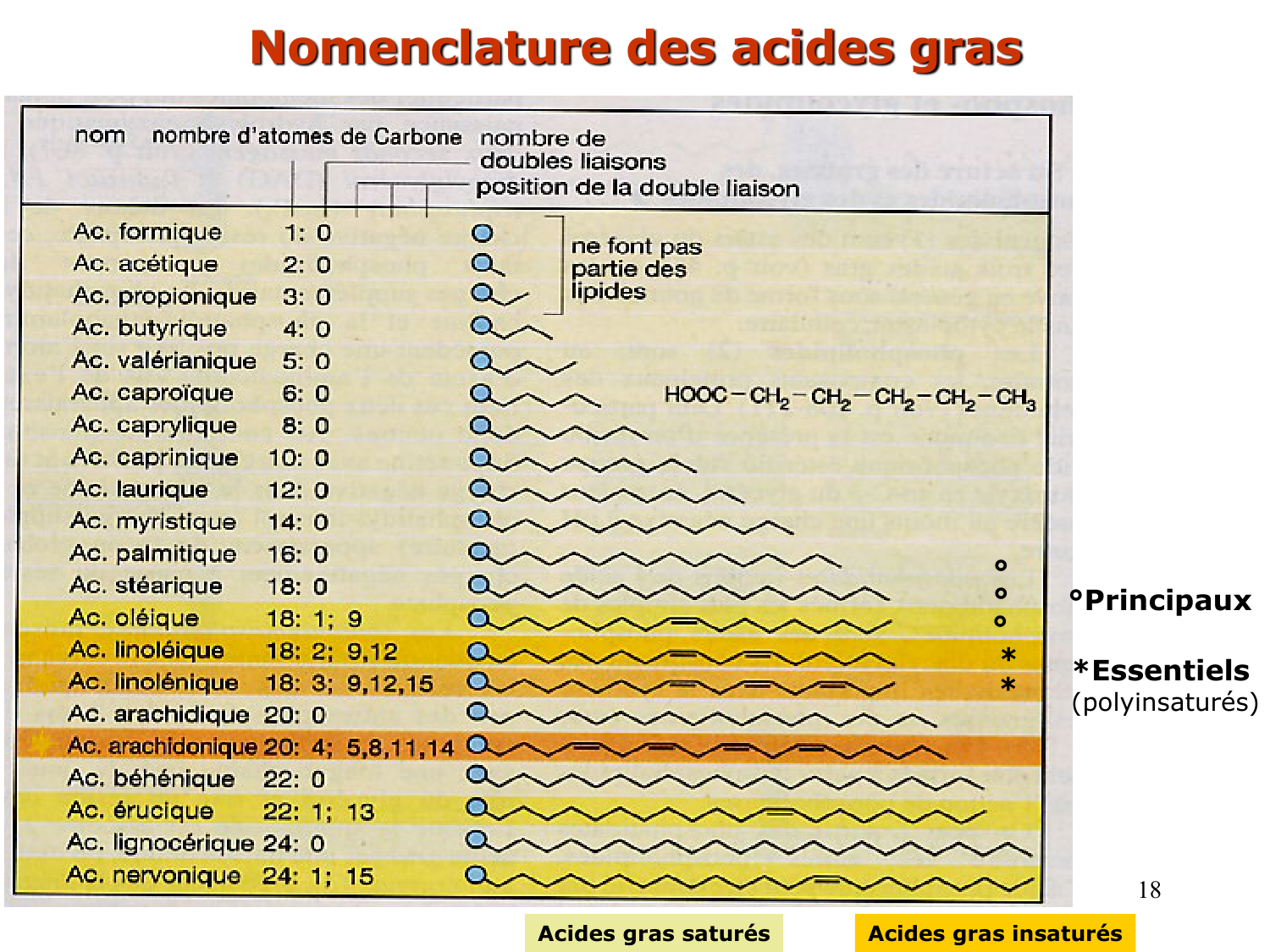 1. Introduction au métabolisme lipidique page 18