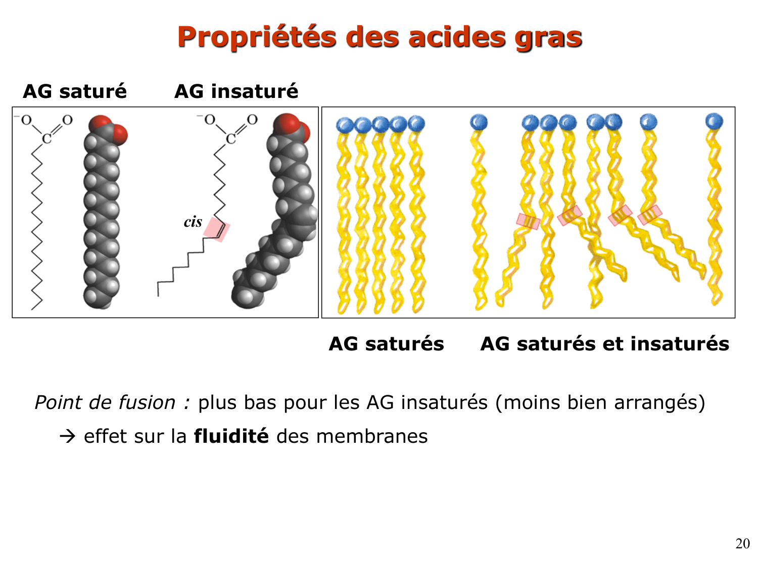 1. Introduction au métabolisme lipidique page 20