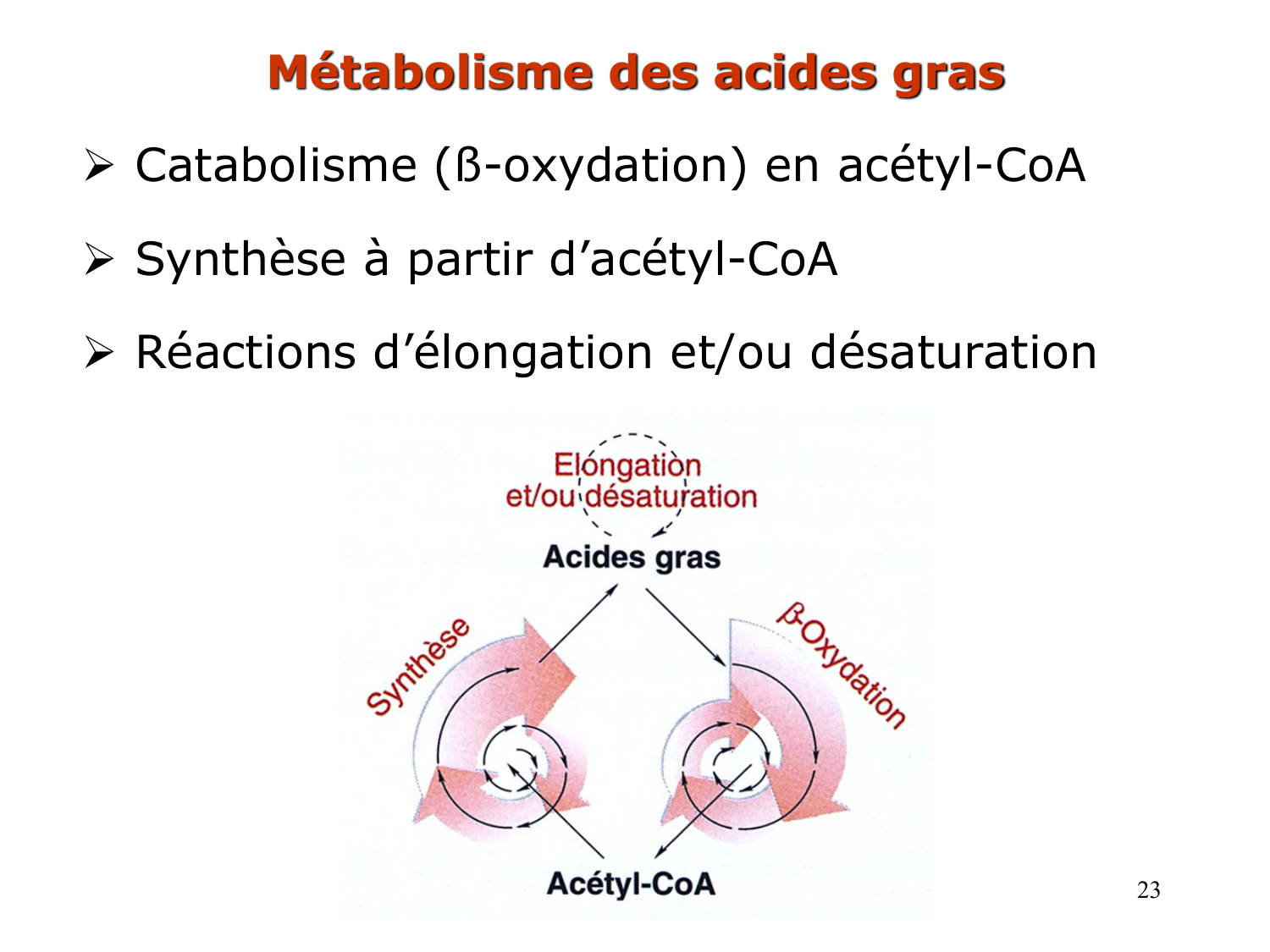 1. Introduction au métabolisme lipidique page 23