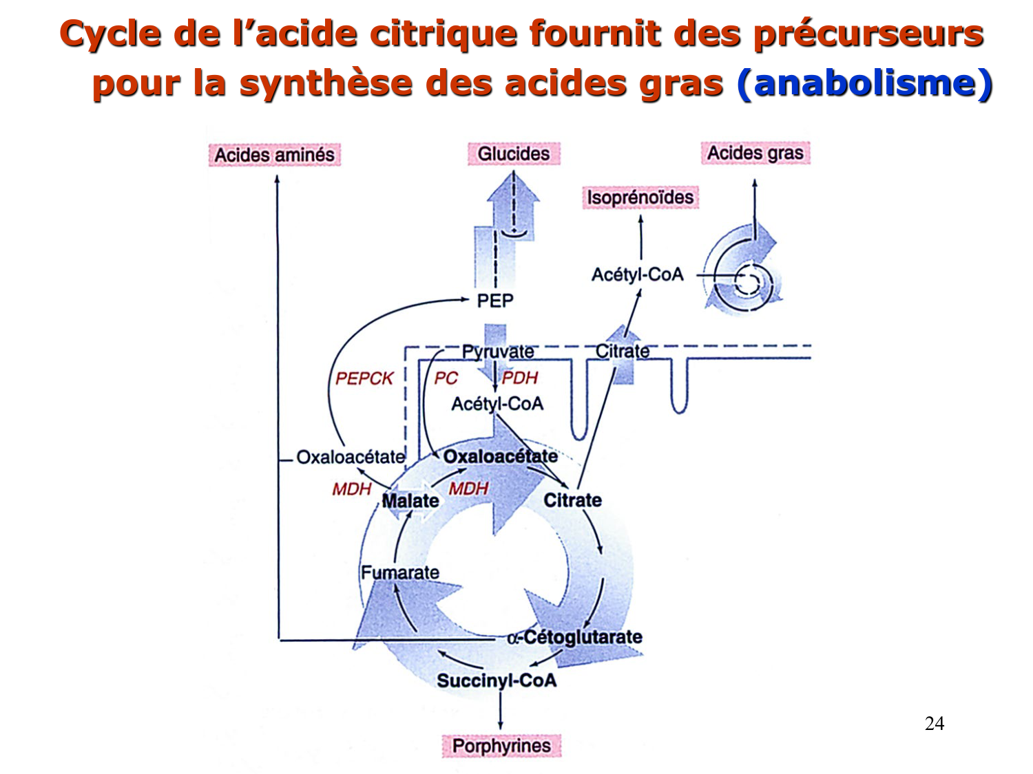 1. Introduction au métabolisme lipidique page 24