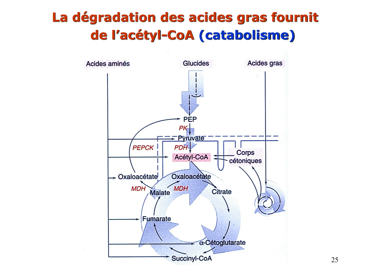 1. Introduction au métabolisme lipidique page 25