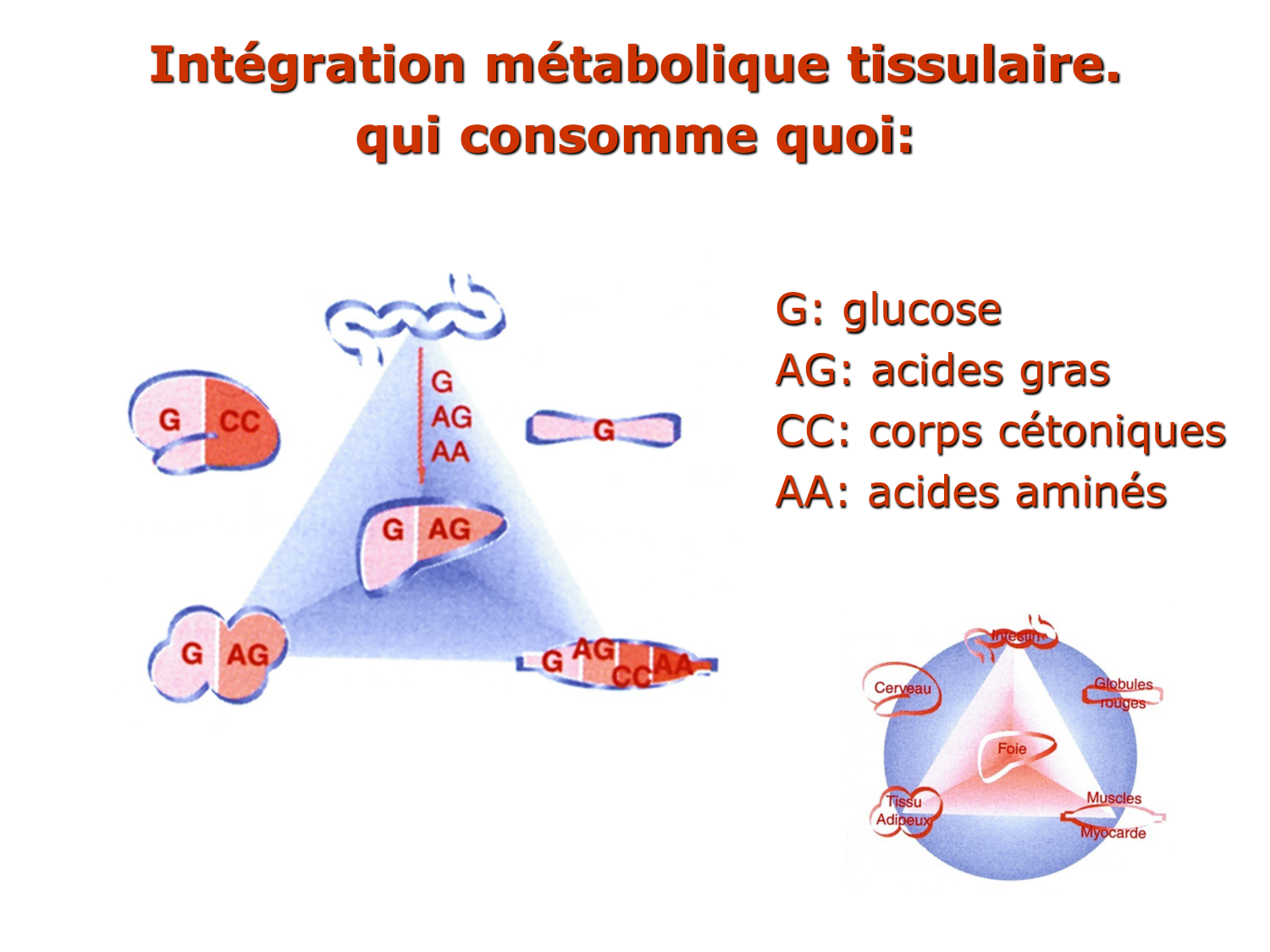 1. Introduction au métabolisme lipidique page 27