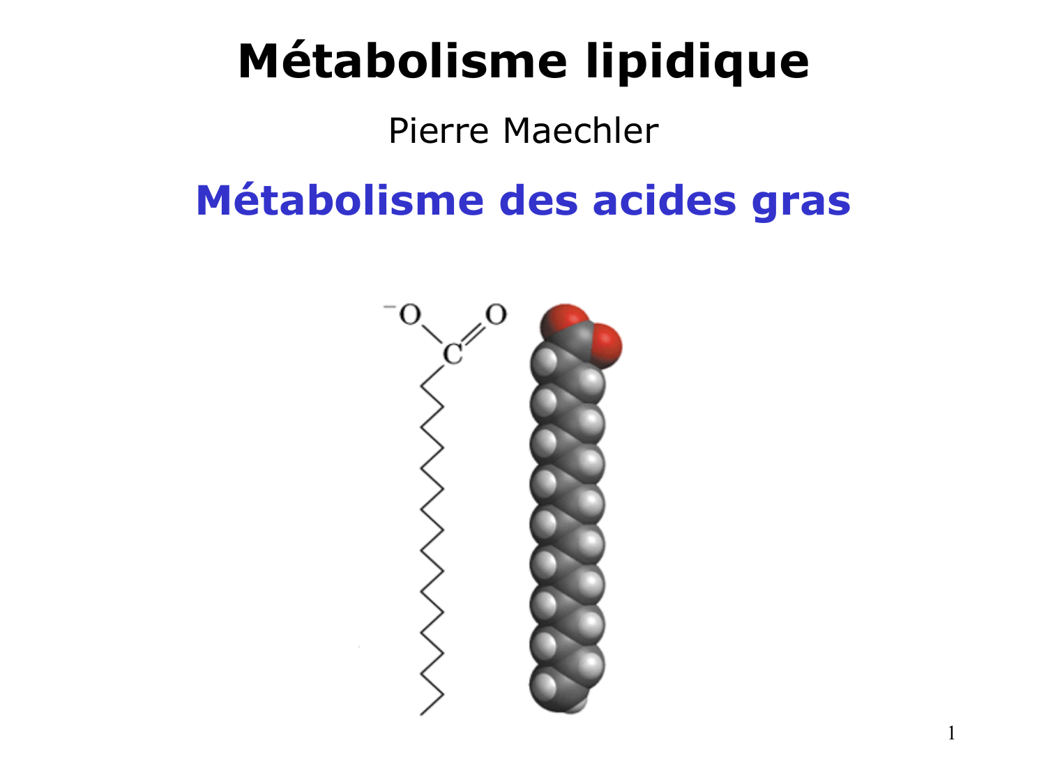 2. Métabolisme des acides gras page 1