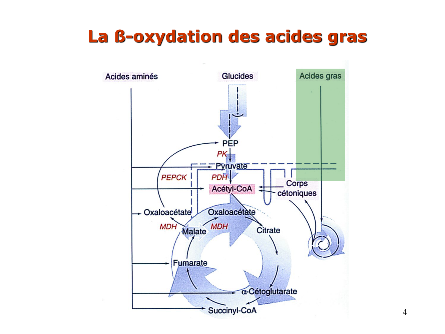 2. Métabolisme des acides gras page 4