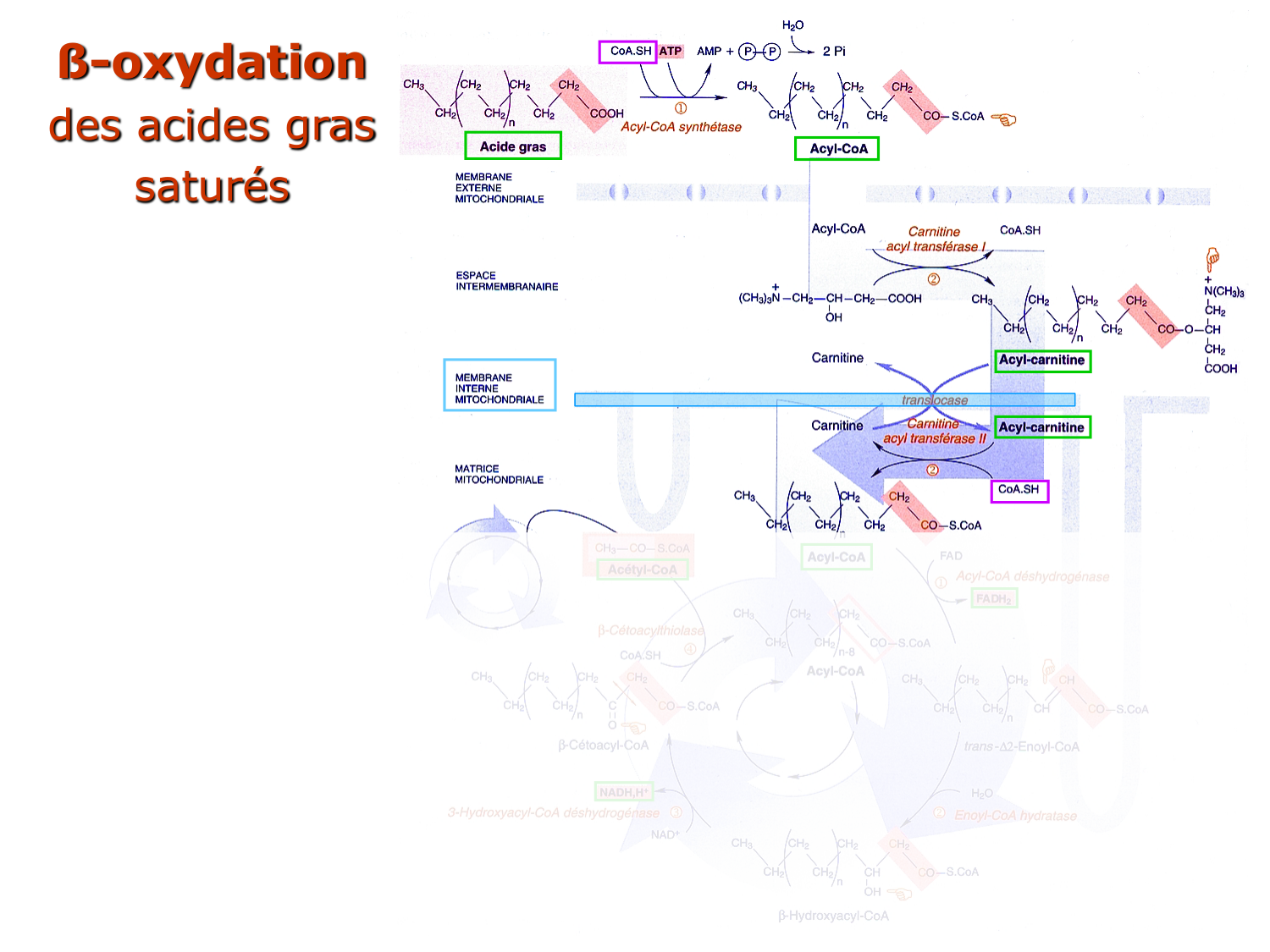 2. Métabolisme des acides gras page 5