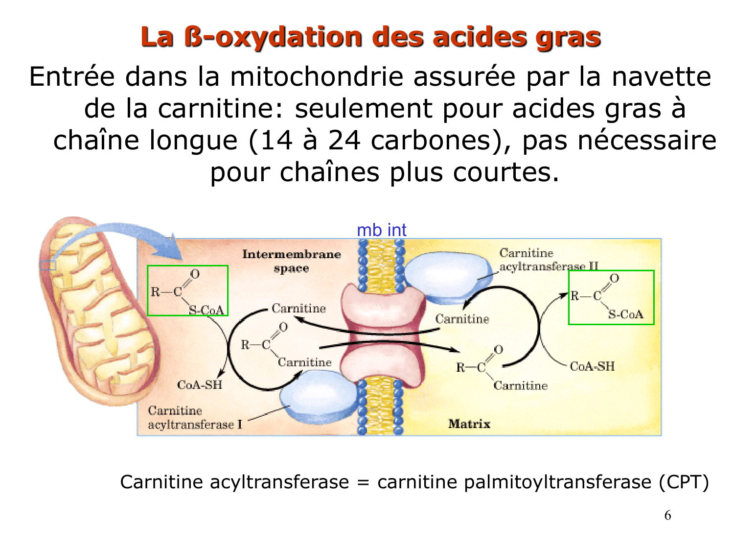 2. Métabolisme des acides gras page 6