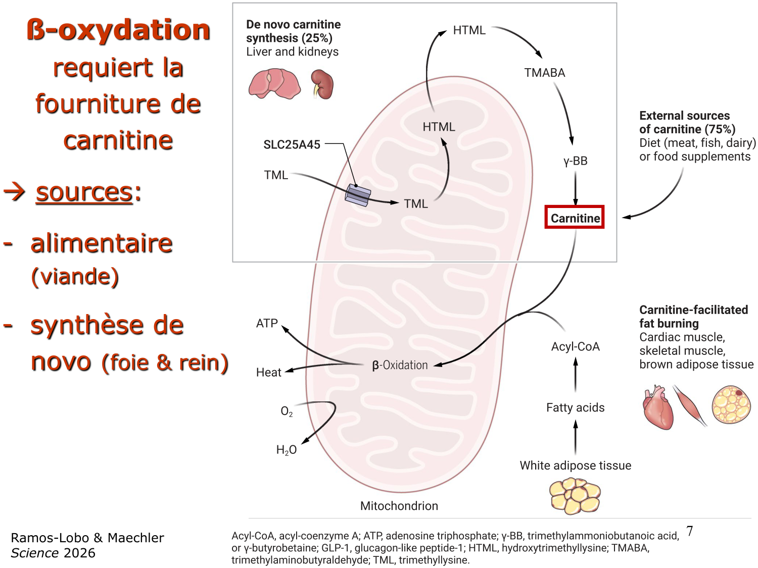 2. Métabolisme des acides gras page 7