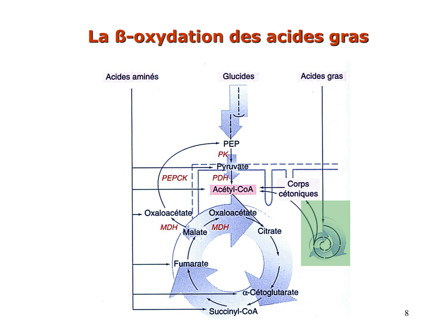2. Métabolisme des acides gras page 8