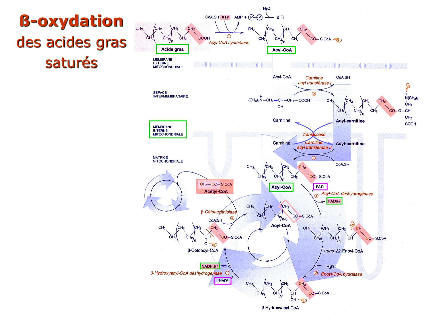 2. Métabolisme des acides gras page 9