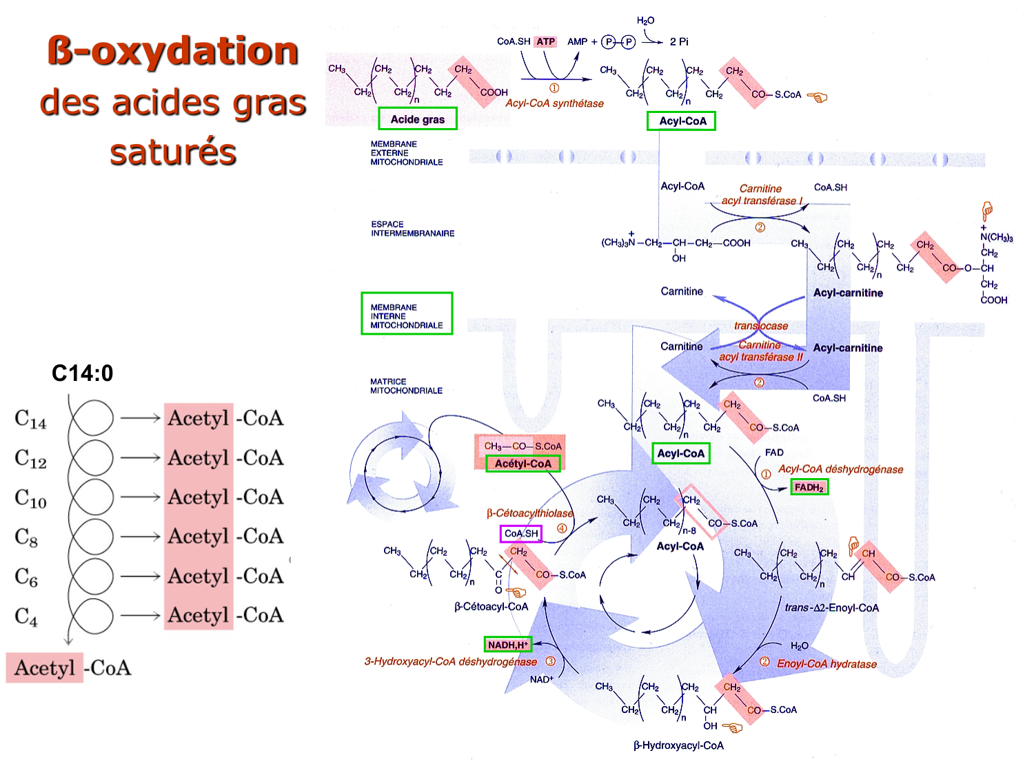 2. Métabolisme des acides gras page 10