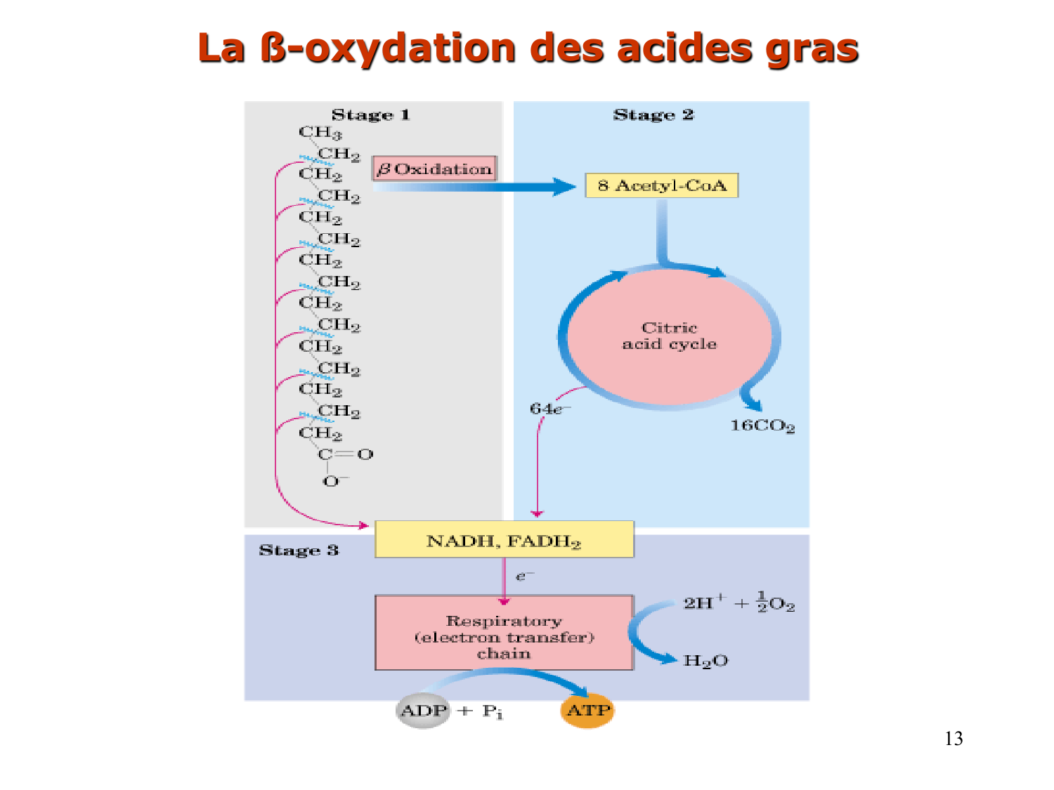 2. Métabolisme des acides gras page 13