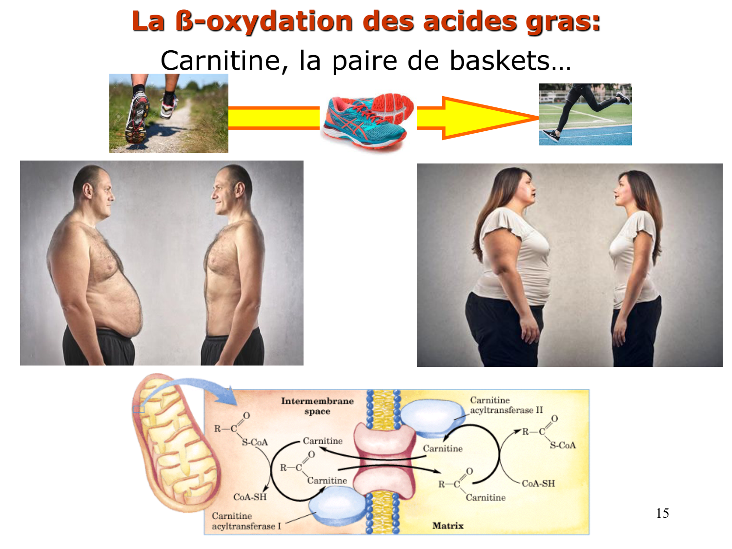 2. Métabolisme des acides gras page 15