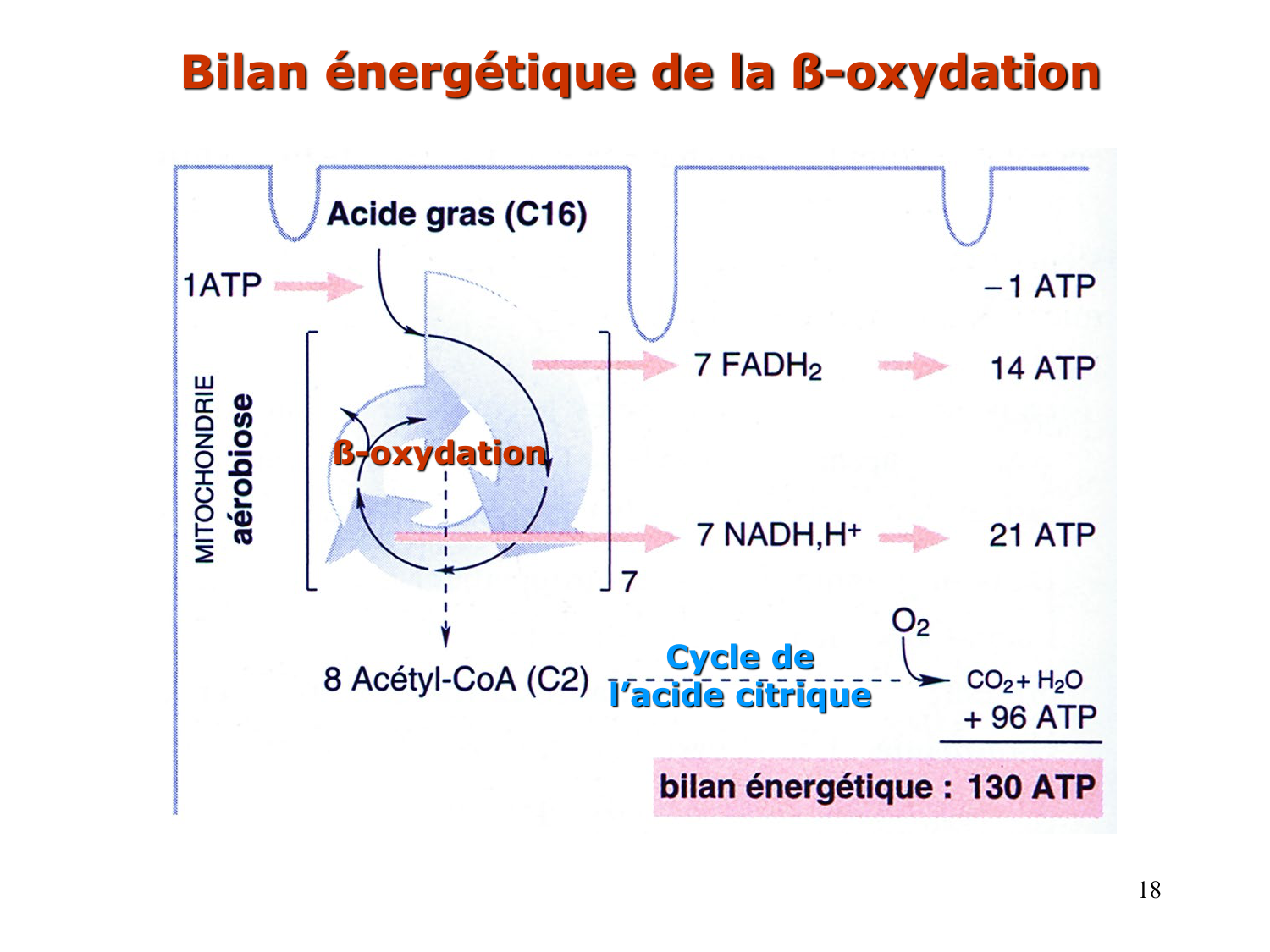2. Métabolisme des acides gras page 18
