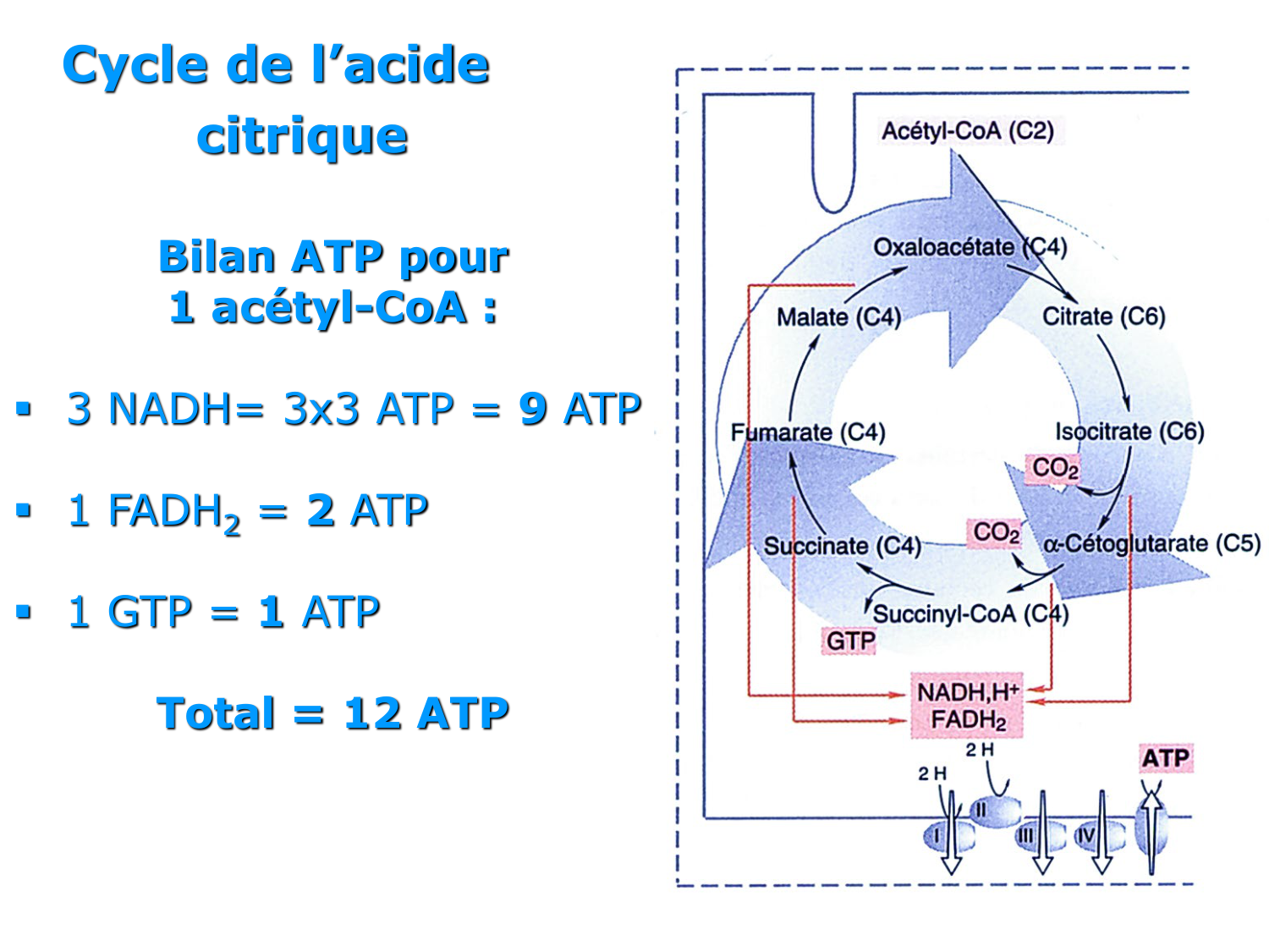 2. Métabolisme des acides gras page 19