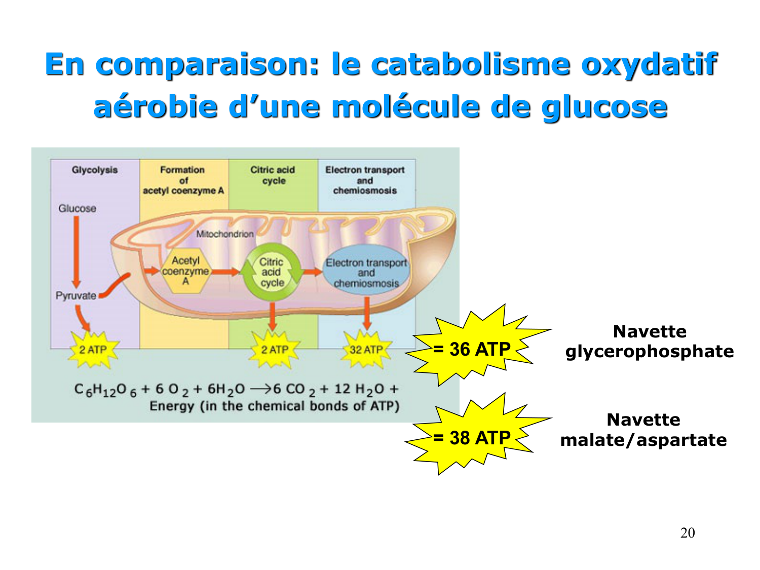2. Métabolisme des acides gras page 20