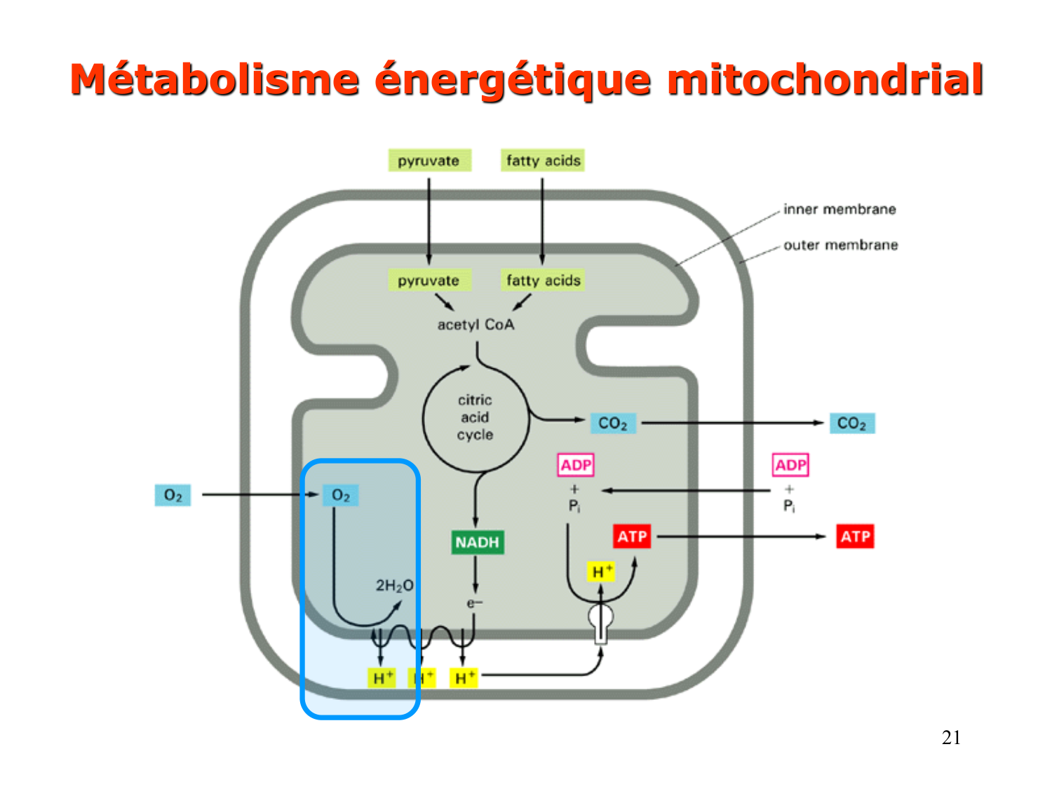 2. Métabolisme des acides gras page 21