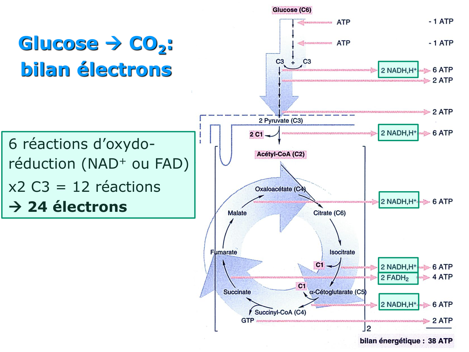 2. Métabolisme des acides gras page 23
