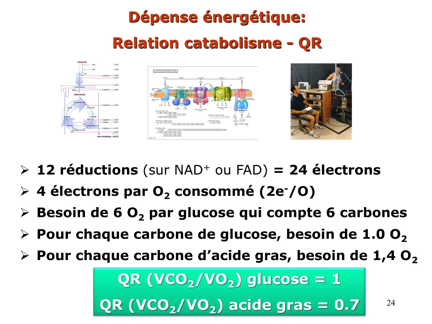 2. Métabolisme des acides gras page 24