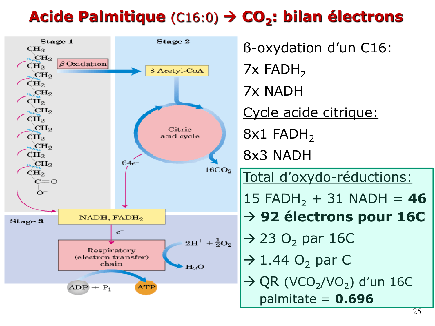 2. Métabolisme des acides gras page 25