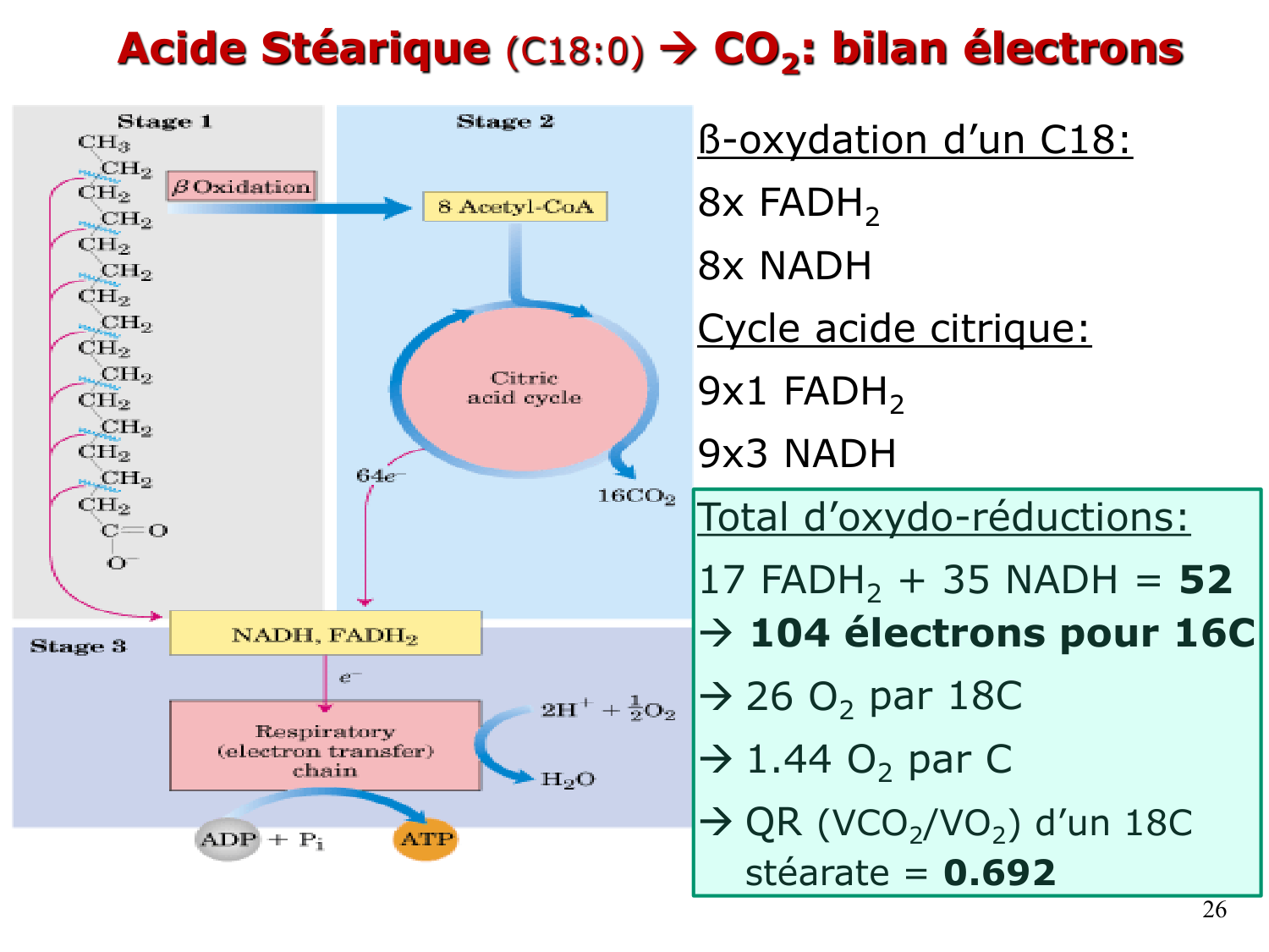2. Métabolisme des acides gras page 26
