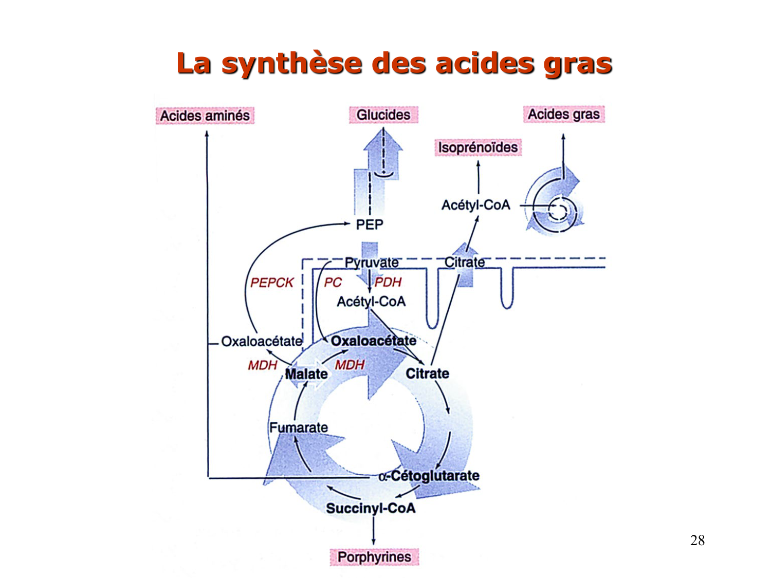 2. Métabolisme des acides gras page 28