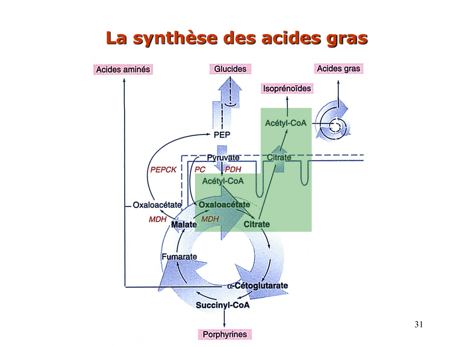 2. Métabolisme des acides gras page 31
