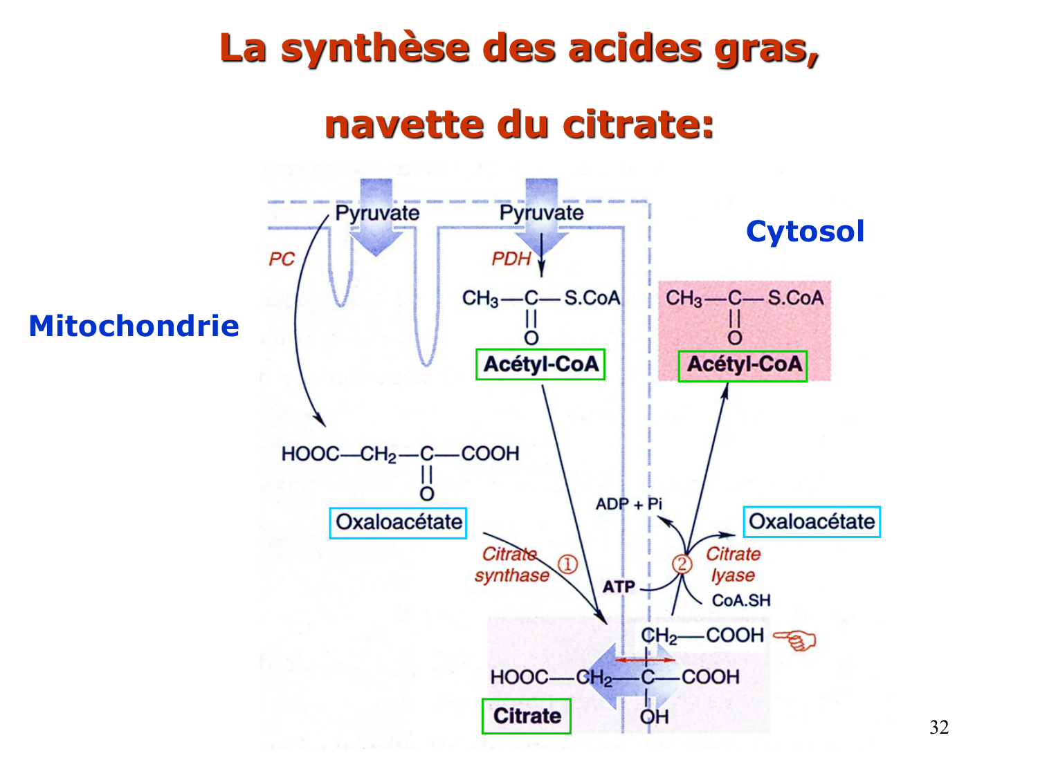 2. Métabolisme des acides gras page 32