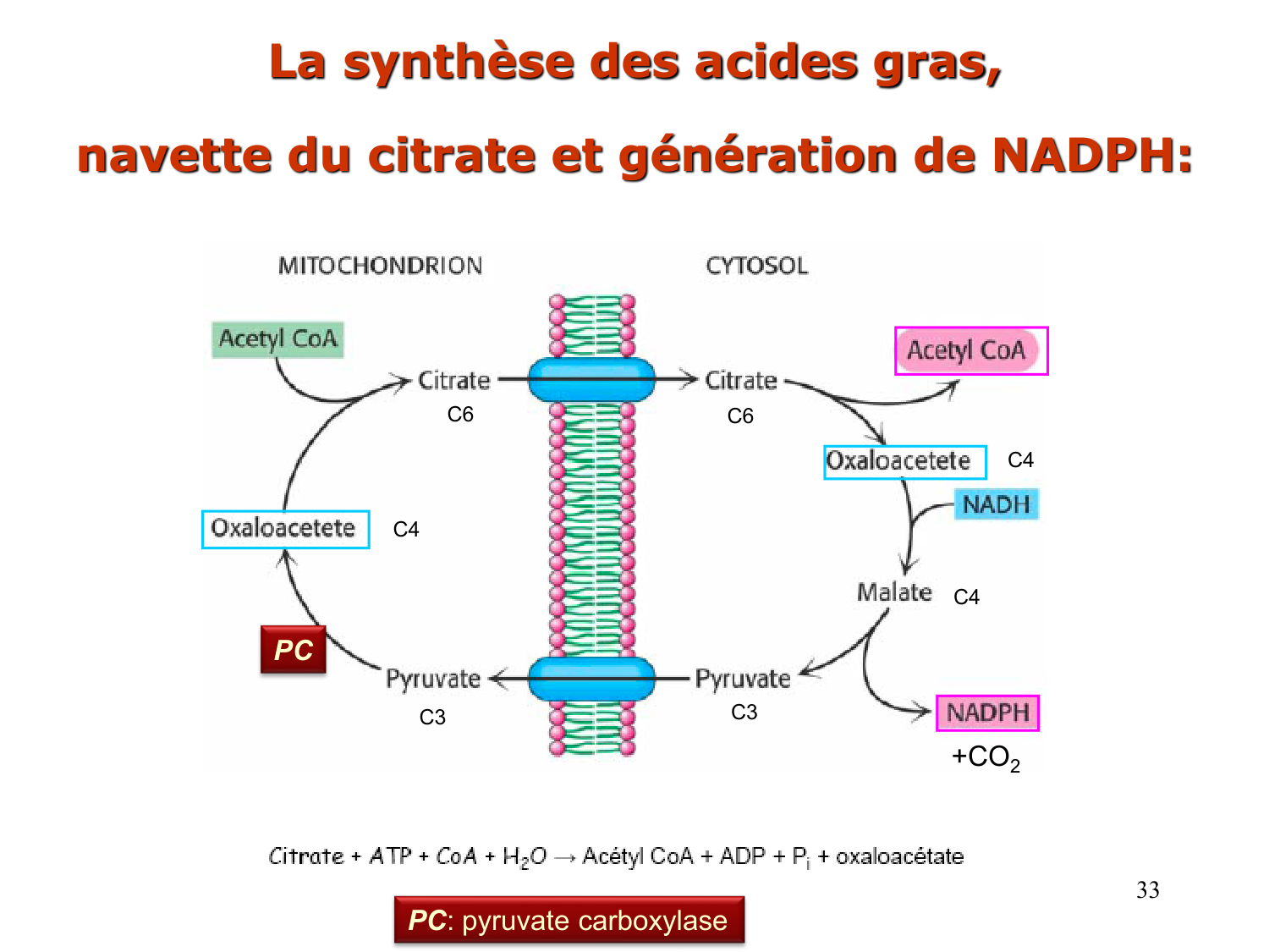 2. Métabolisme des acides gras page 33