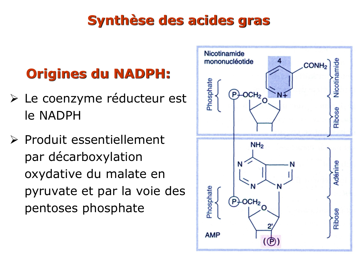 2. Métabolisme des acides gras page 34