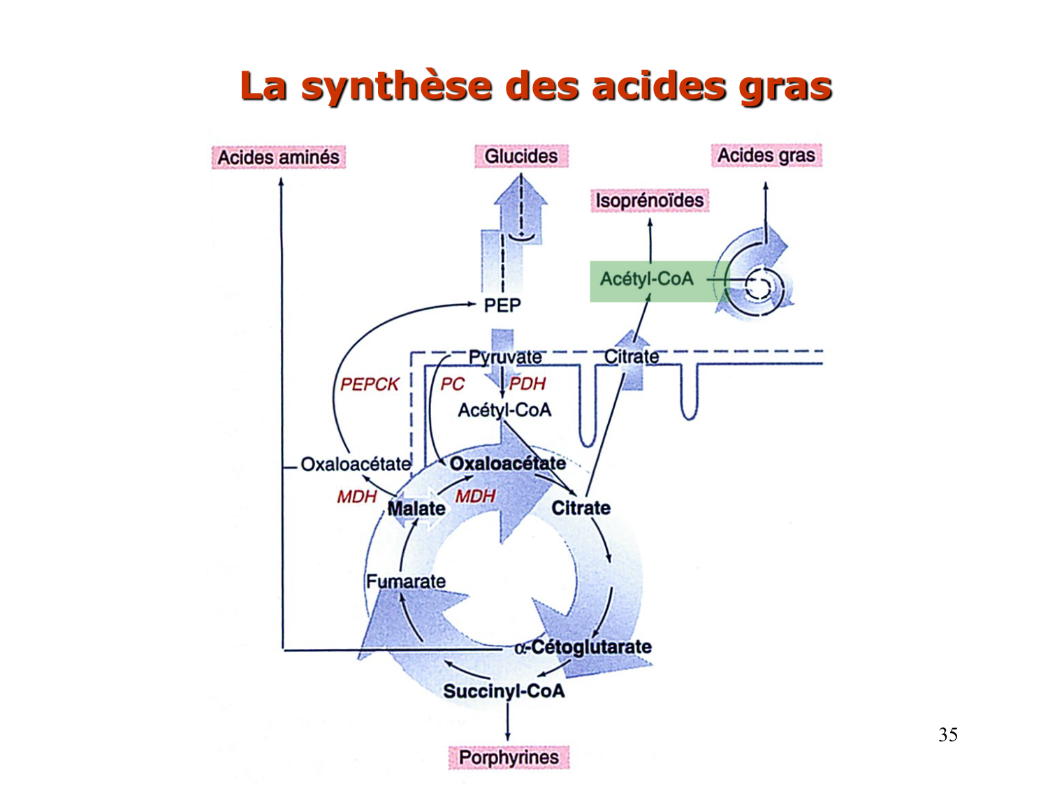 2. Métabolisme des acides gras page 35