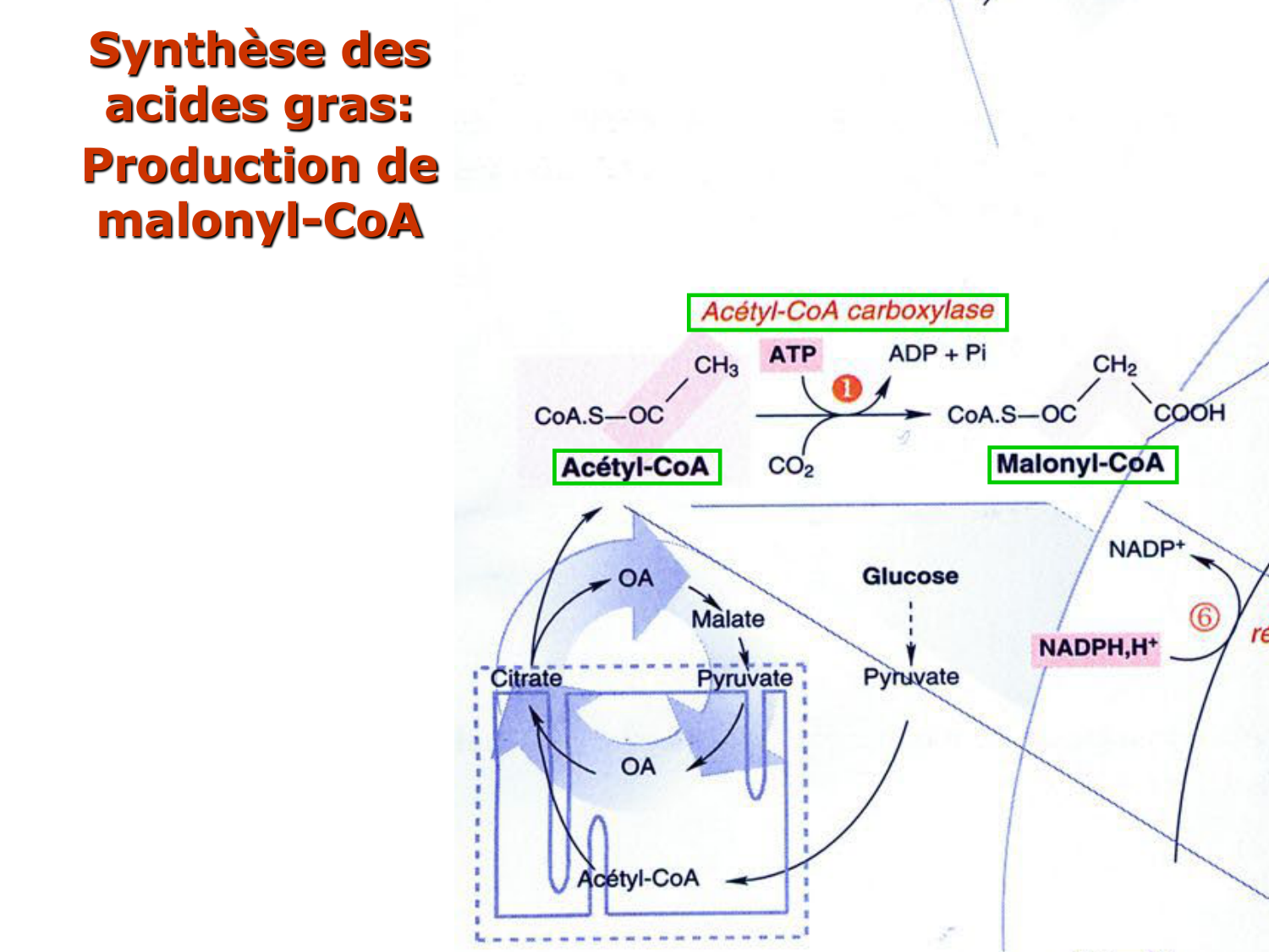 2. Métabolisme des acides gras page 37