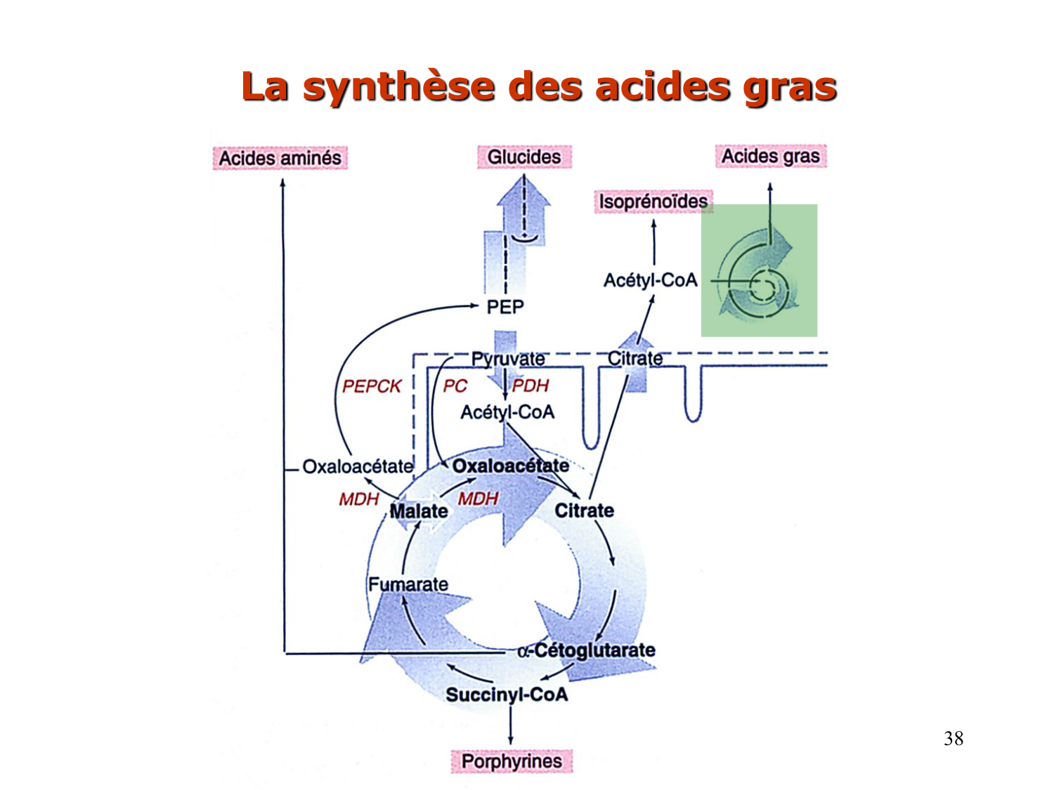 2. Métabolisme des acides gras page 38