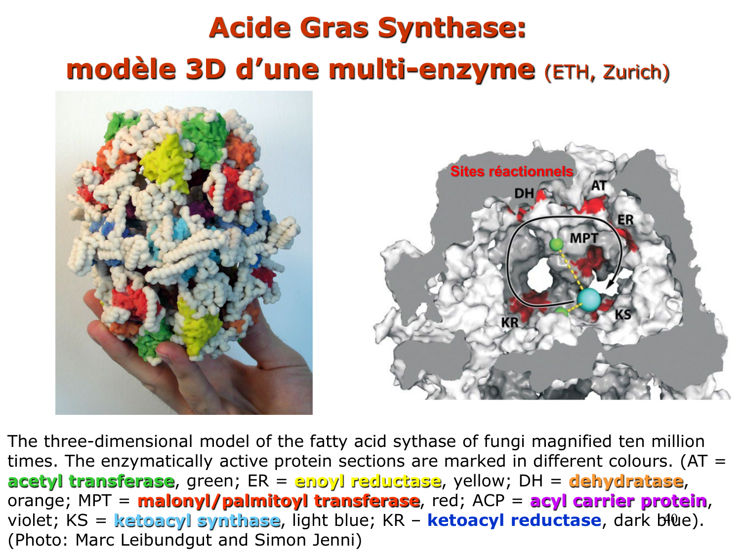 2. Métabolisme des acides gras page 40