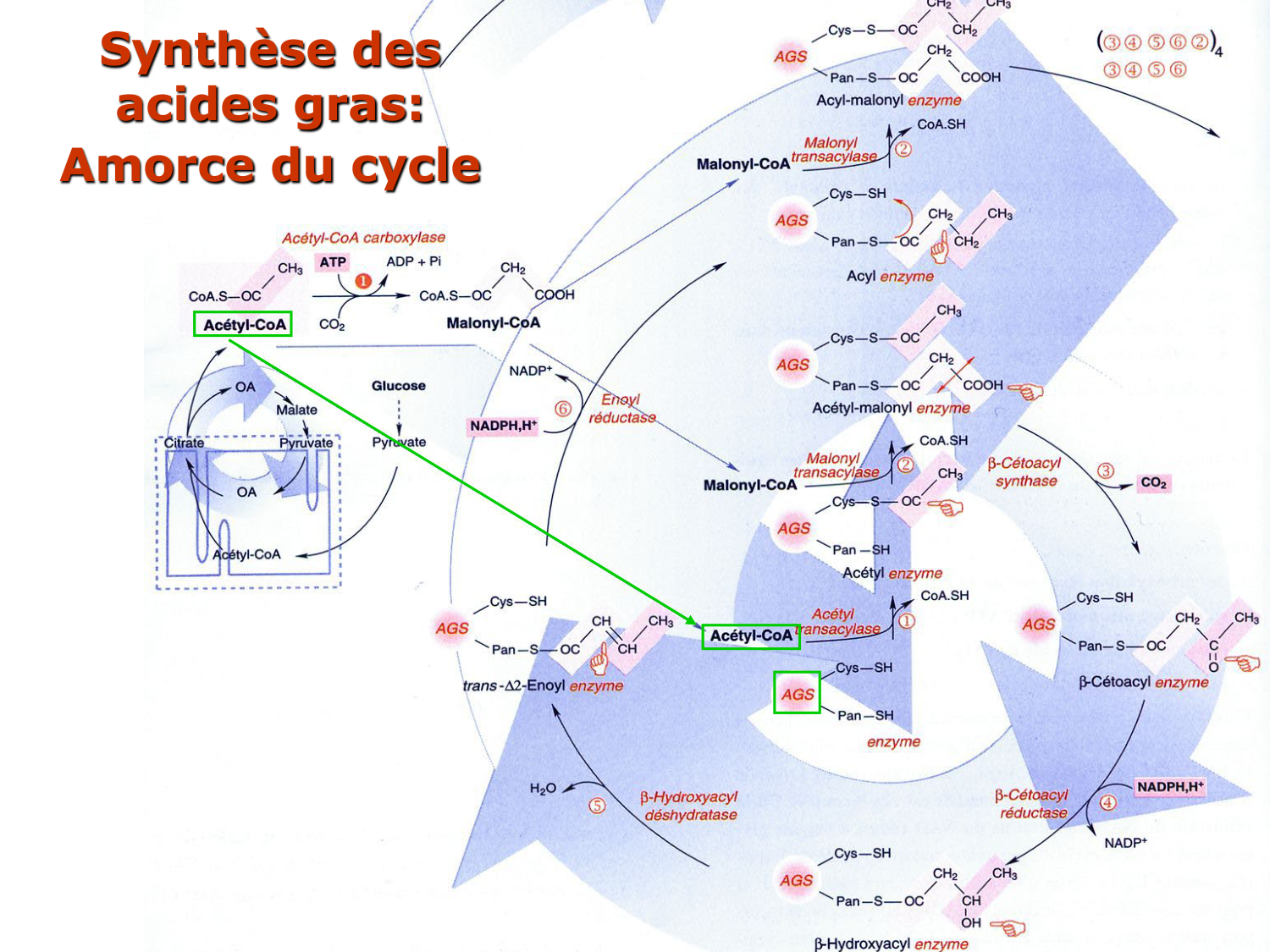 2. Métabolisme des acides gras page 41