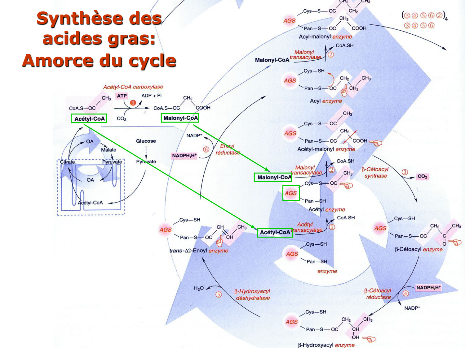 2. Métabolisme des acides gras page 43