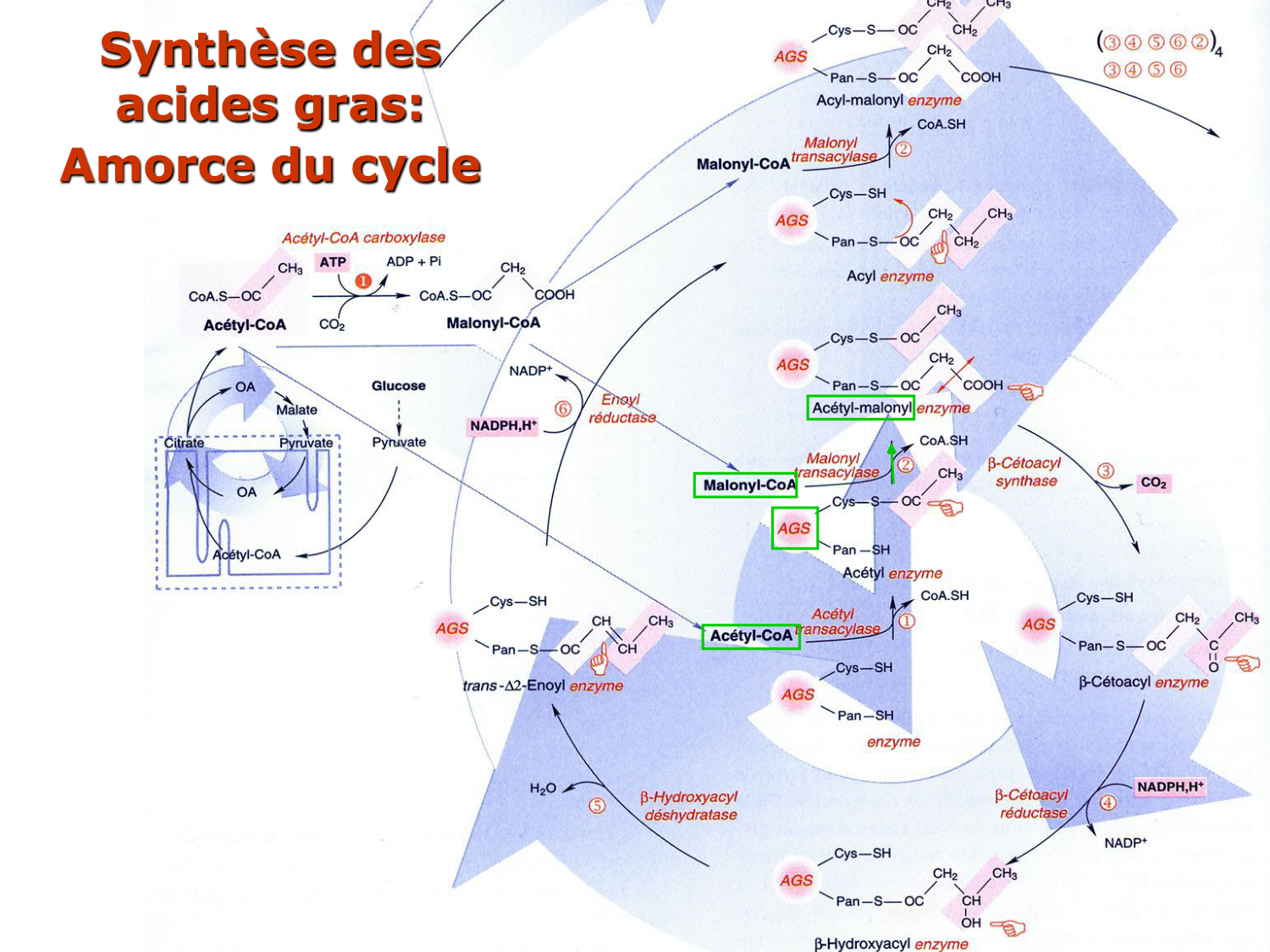 2. Métabolisme des acides gras page 44