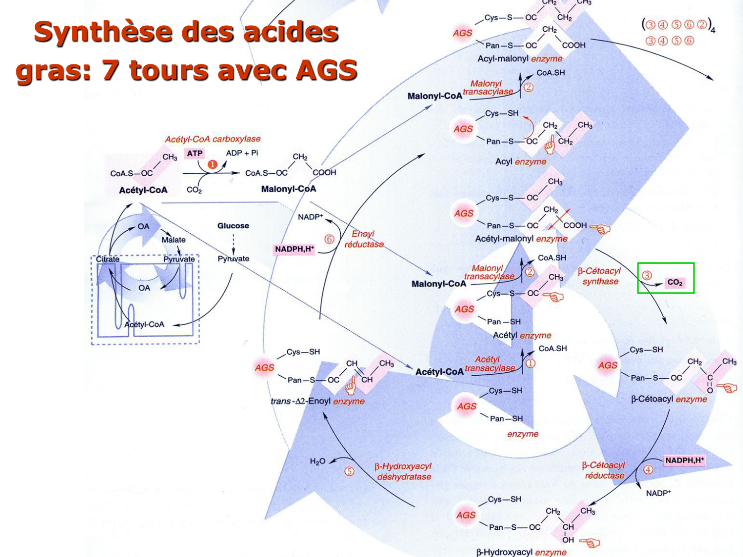2. Métabolisme des acides gras page 45