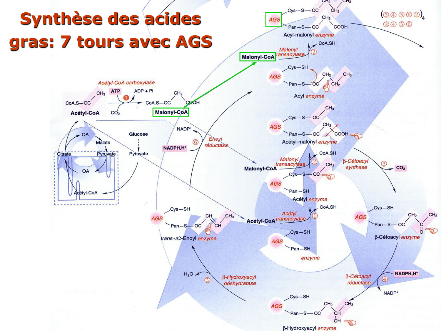 2. Métabolisme des acides gras page 47