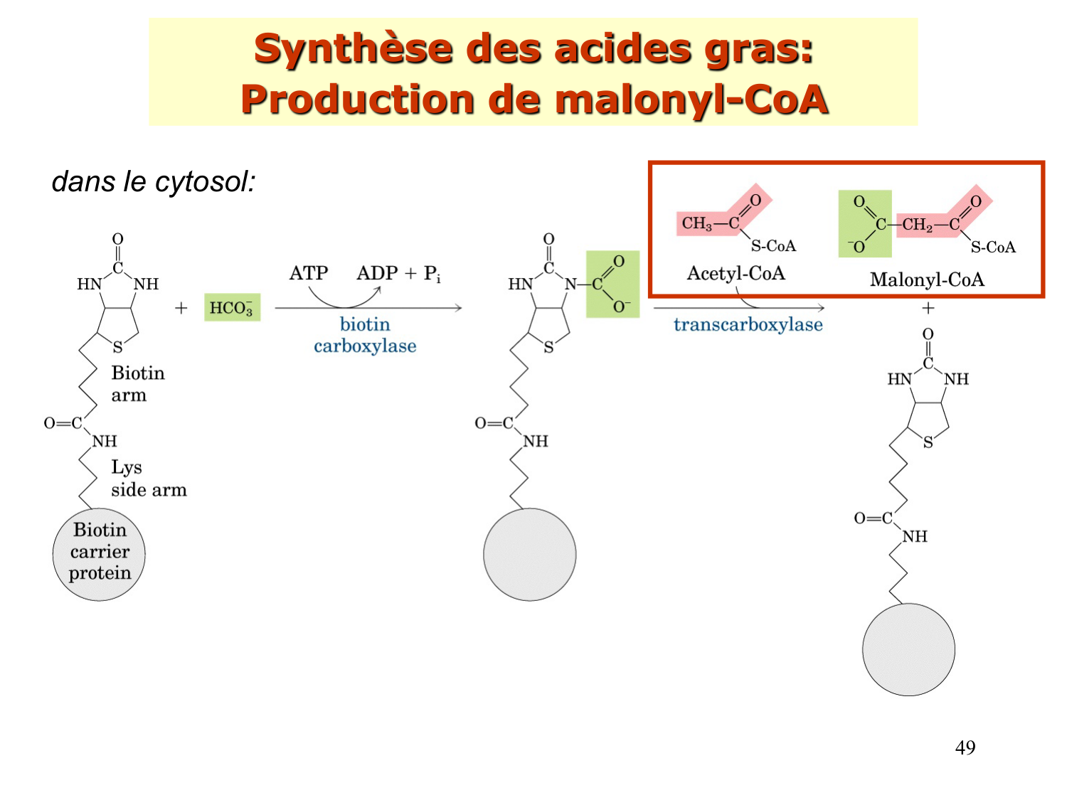 2. Métabolisme des acides gras page 49