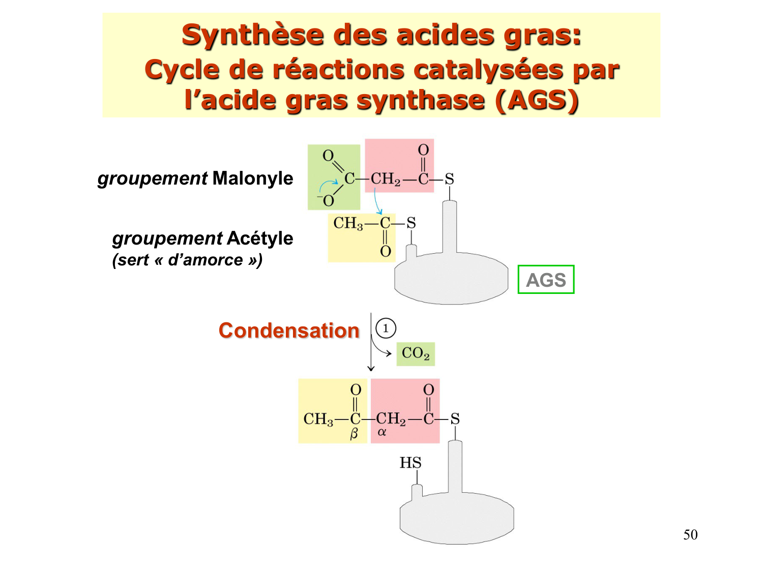 2. Métabolisme des acides gras page 50