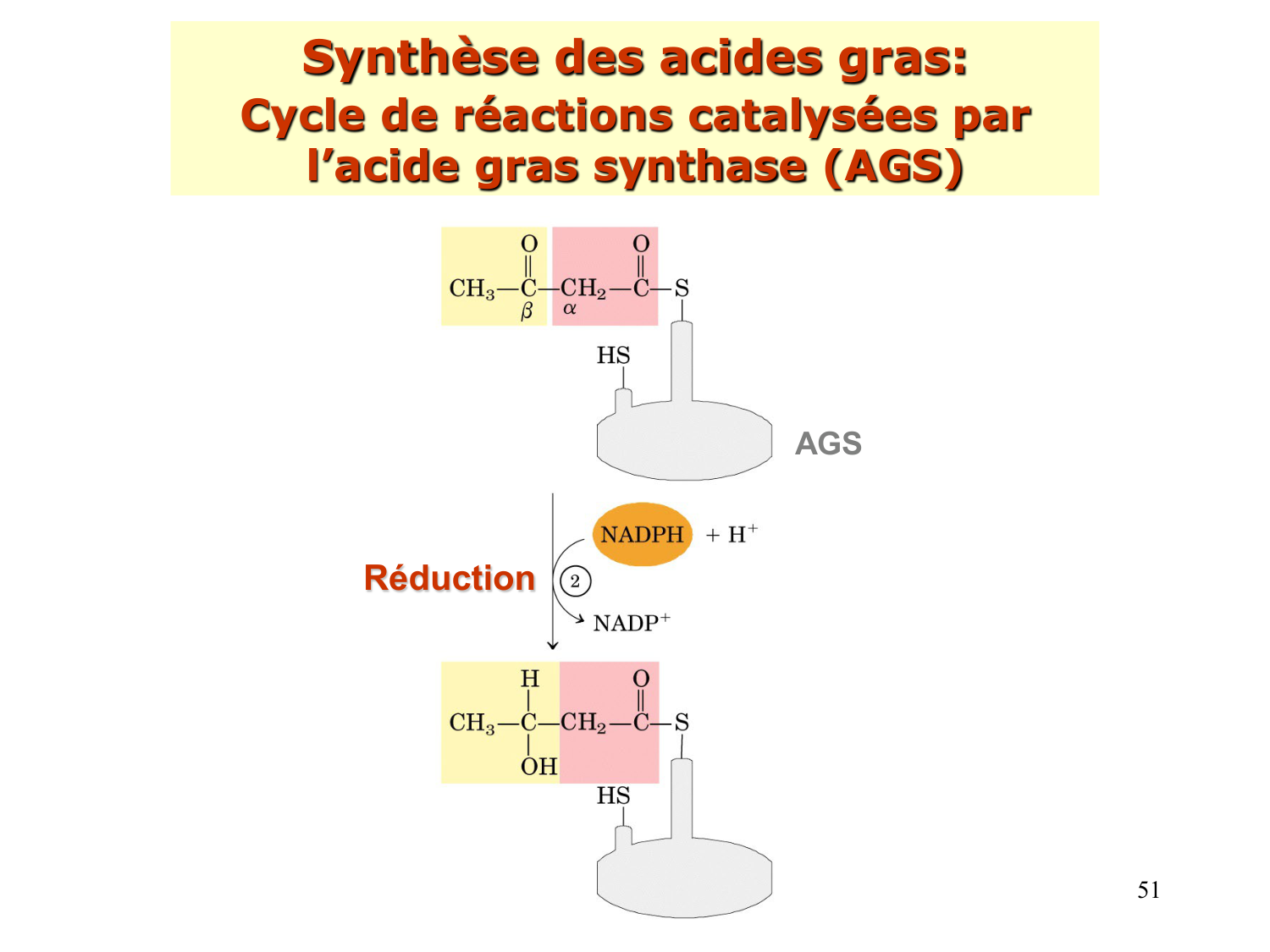 2. Métabolisme des acides gras page 51