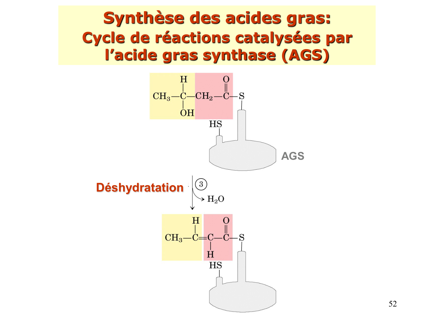 2. Métabolisme des acides gras page 52